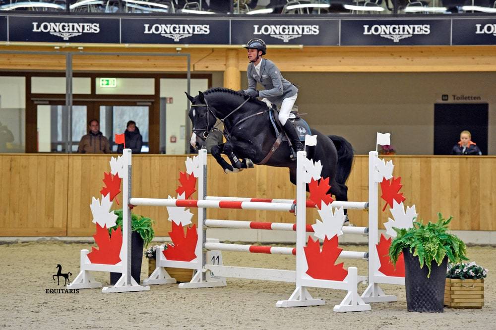 Chubakko - Holsteiner 2013 ,  connor