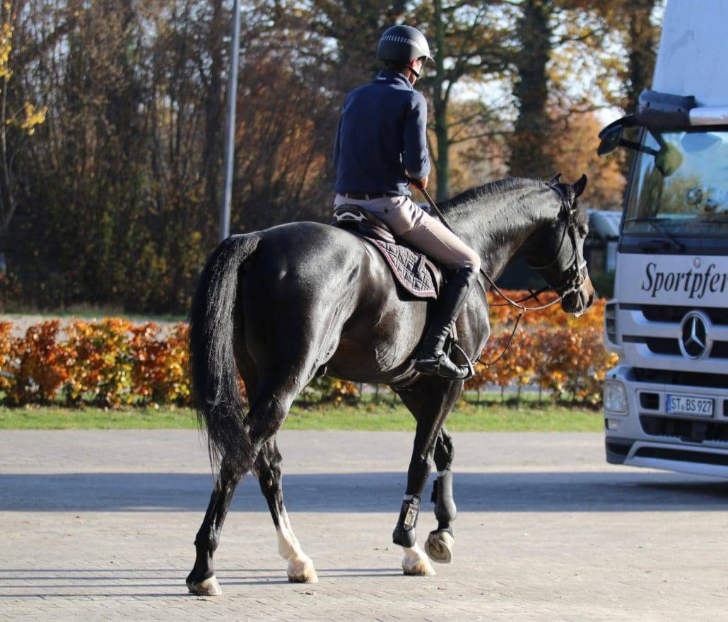 Chubakko - Holsteiner 2013 ,  connor