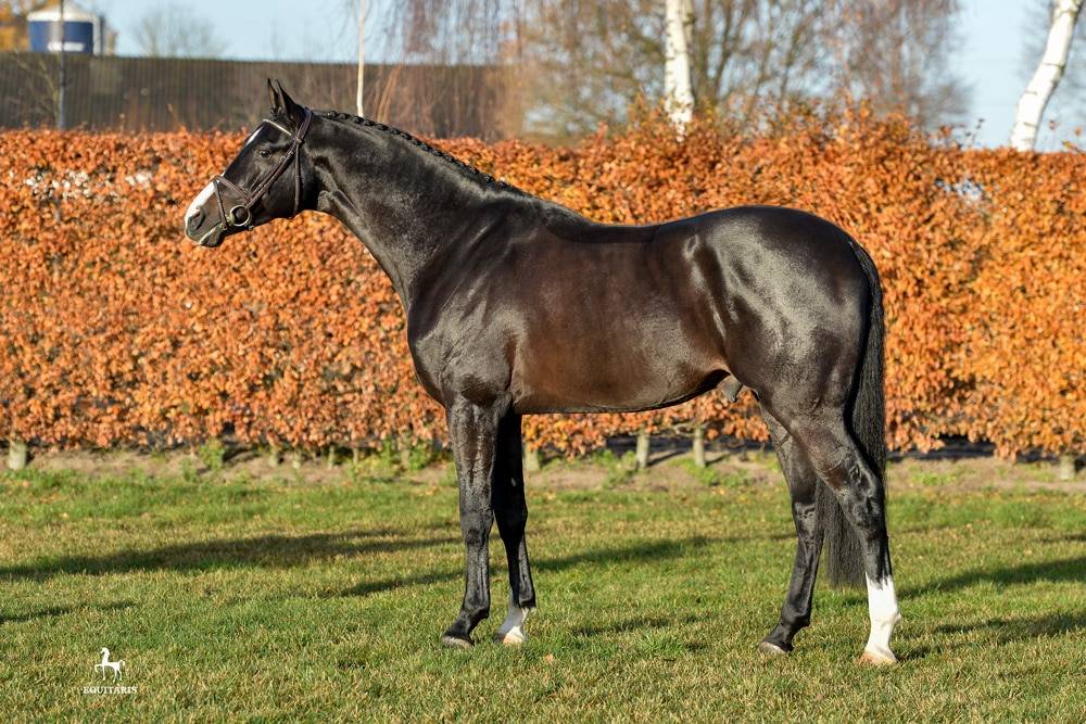 Chubakko - Holsteiner 2013 ,  connor