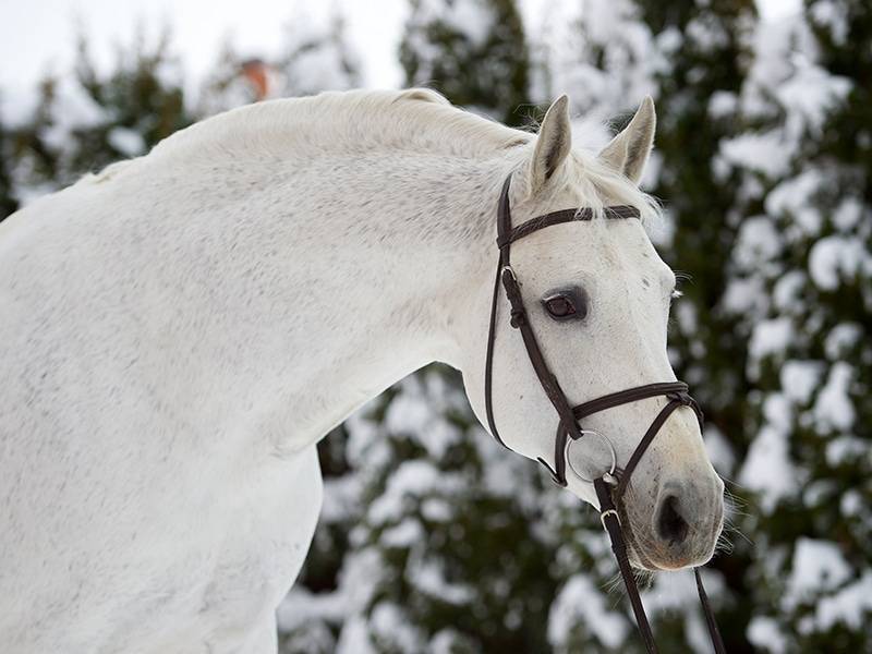 Cornet Obolensky - BWP Cavallo da Sangue Belgio 1999 ,  CLINTON
