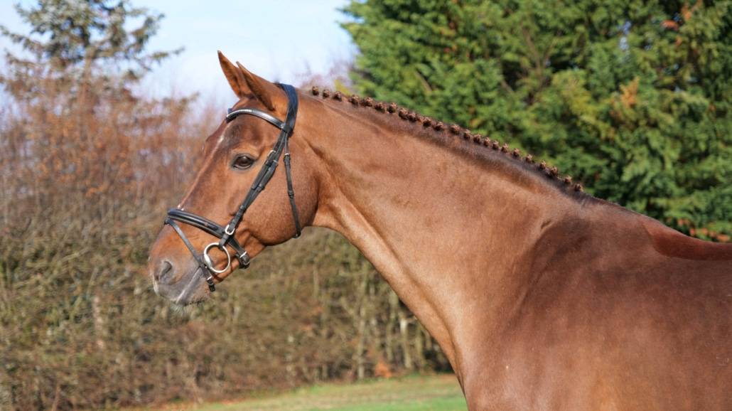 Gastronom de Hus - Zangersheide 1999 ,  Carthago Z