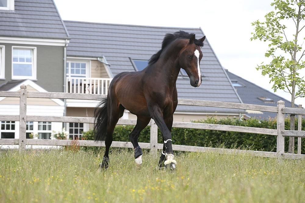 Quel Homme de Hus - Sella Francese 2006 ,  QUIDAM DE REVEL