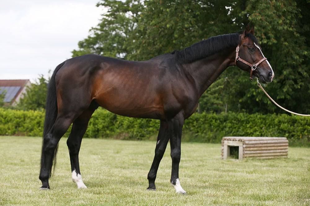Quel Homme de Hus - Sella Francese 2006 ,  QUIDAM DE REVEL