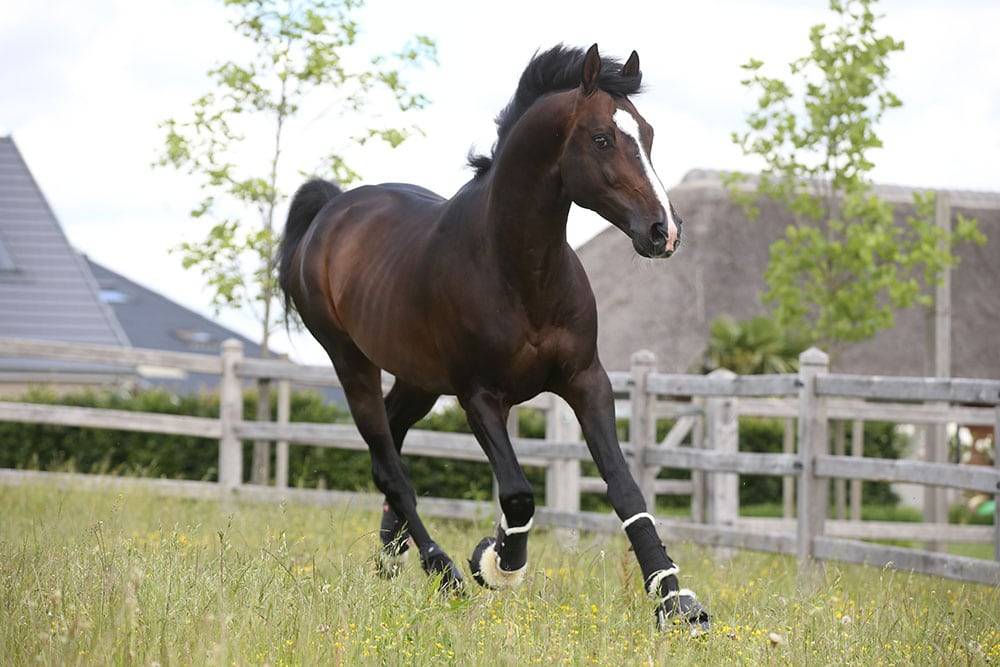 Quel Homme de Hus - Sella Francese 2006 ,  QUIDAM DE REVEL