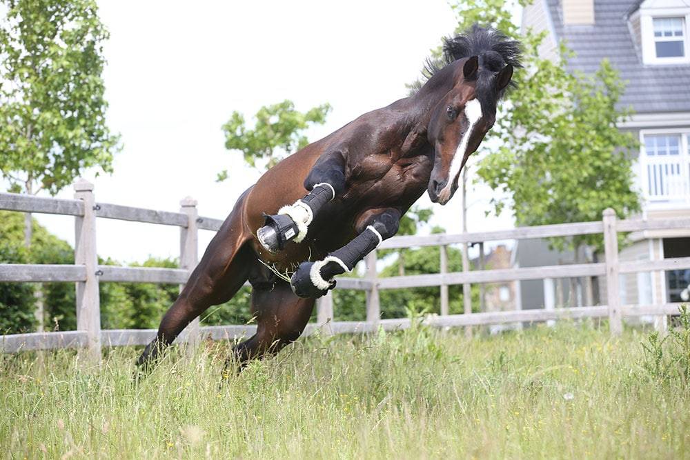 Quel Homme de Hus - Sella Francese 2006 ,  QUIDAM DE REVEL
