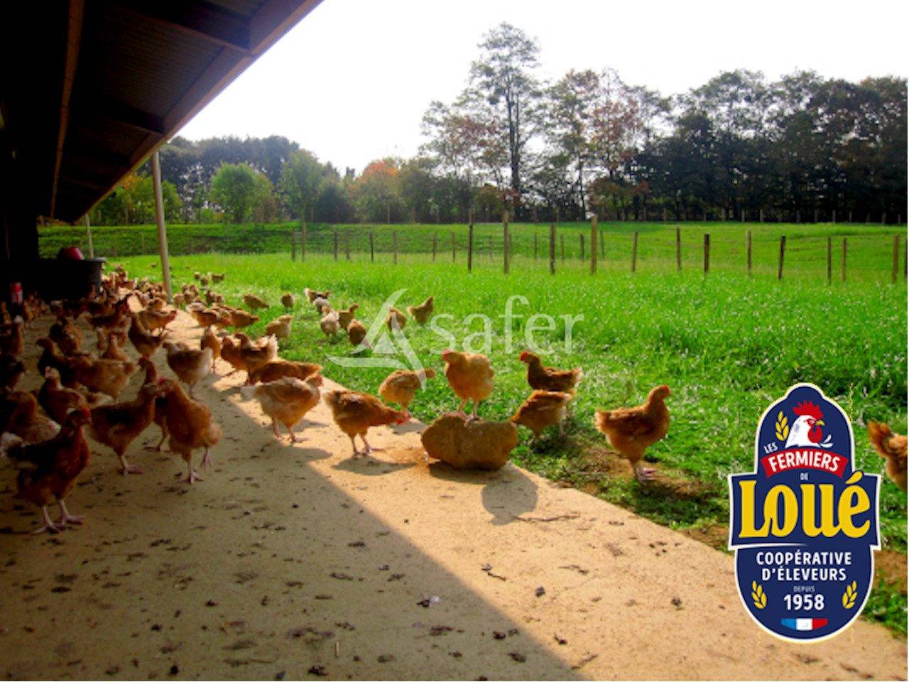 Azienda avicola In vendita Sarthe