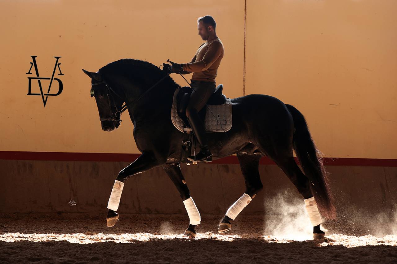 Barquero JF IV - PRE Andaluso 2014 ,  ESCOGIDO J F