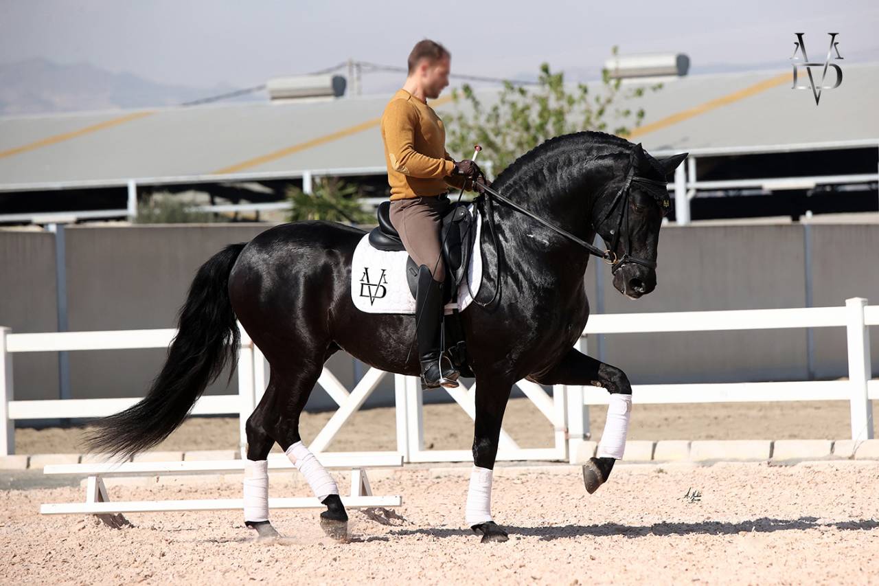 Barquero JF IV - PRE Andaluso 2014 ,  ESCOGIDO J F