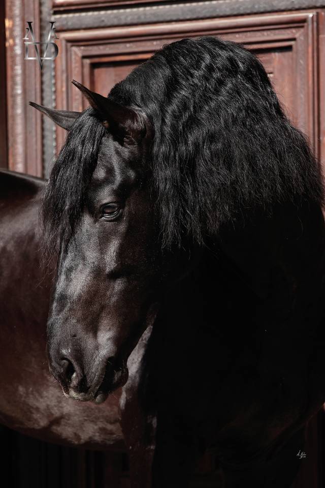 Barquero JF IV - PRE Andaluso 2014 ,  ESCOGIDO J F