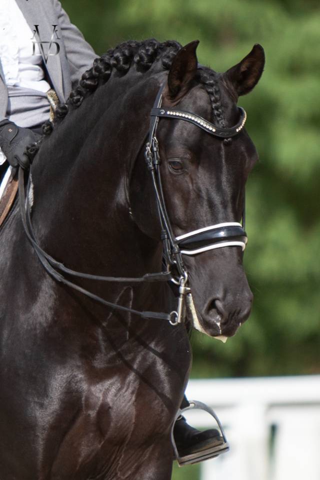 Barquero JF IV - PRE Andaluso 2014 ,  ESCOGIDO J F