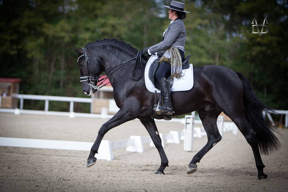 Barquero JF IV - PRE Andaluso 2014 ,  ESCOGIDO J F