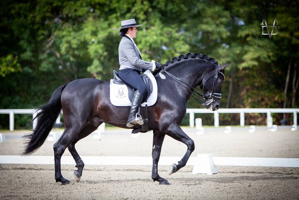 Barquero JF IV - PRE Andaluso 2014 ,  ESCOGIDO J F