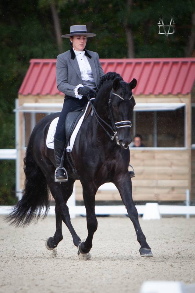 Barquero JF IV - PRE Andaluso 2014 ,  ESCOGIDO J F