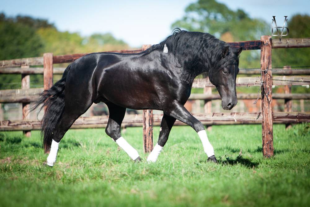 Barquero JF IV - PRE Andaluso 2014 ,  ESCOGIDO J F