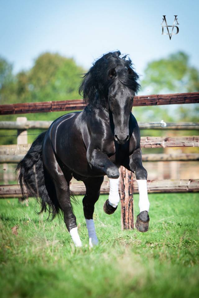 Barquero JF IV - PRE Andaluso 2014 ,  ESCOGIDO J F