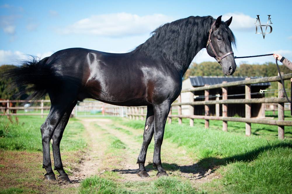 Barquero JF IV - PRE Andaluso 2014 ,  ESCOGIDO J F