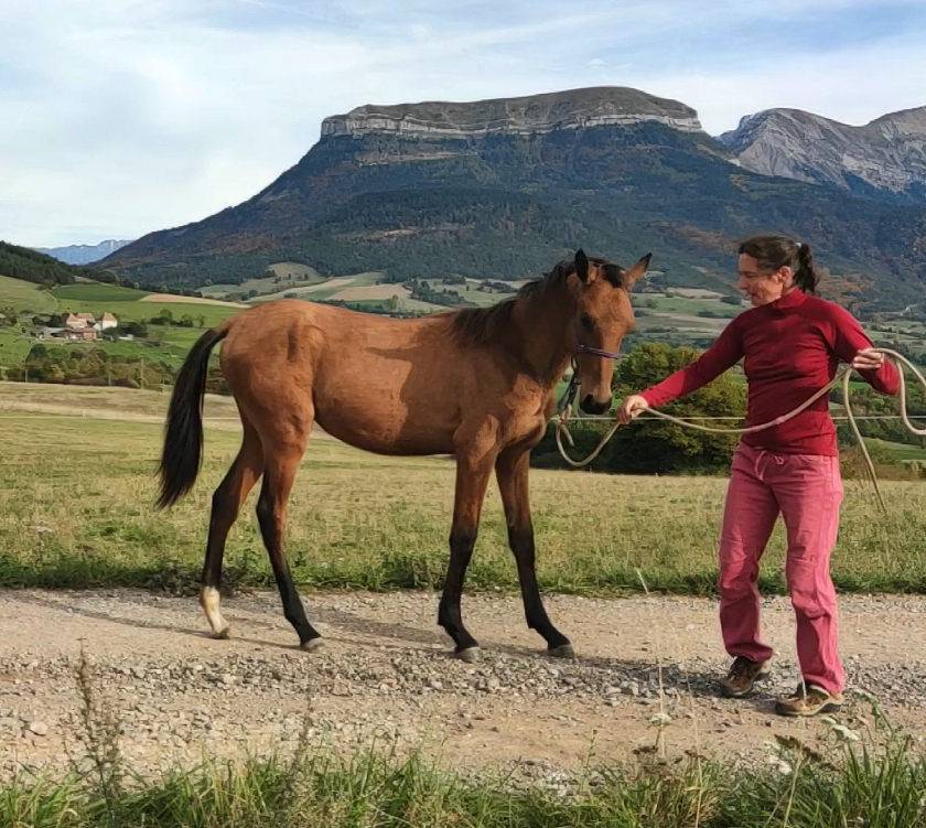 Cavalla Akhal Teke In vendita 2019 Baio ,  Kemput AT