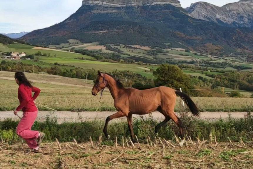 Cavalla Akhal Teke In vendita 2019 Baio ,  Kemput AT