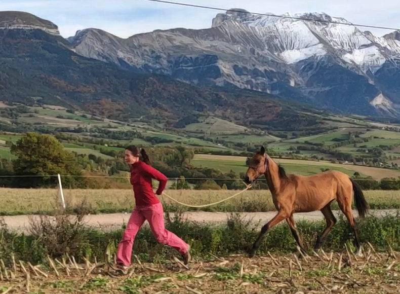 Cavalla Akhal Teke In vendita 2019 Baio ,  Kemput AT
