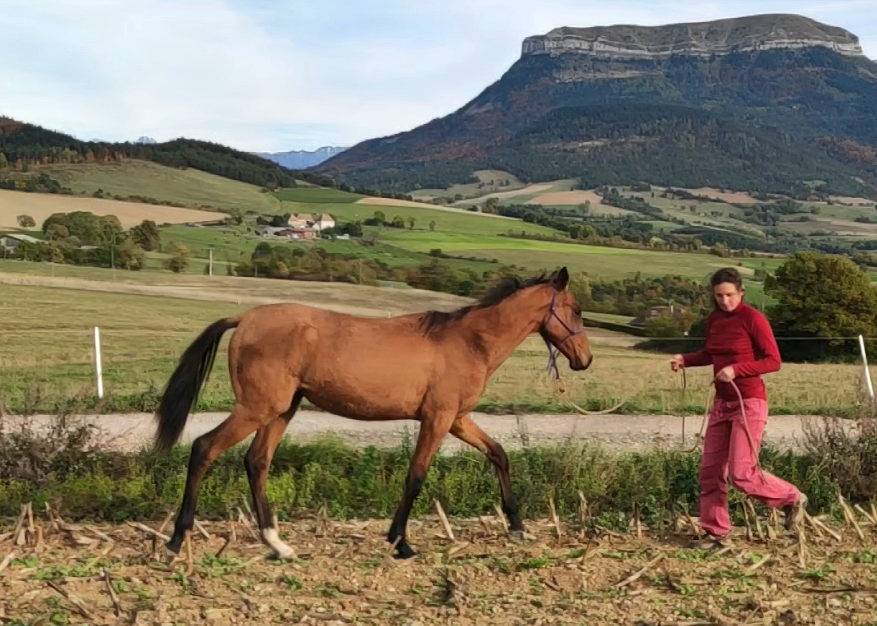 Cavalla Akhal Teke In vendita 2019 Baio ,  Kemput AT