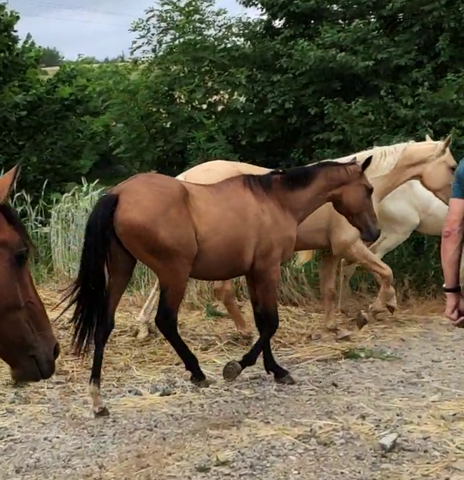 Cavalla Akhal Teke In vendita 2019 Baio ,  Kemput AT