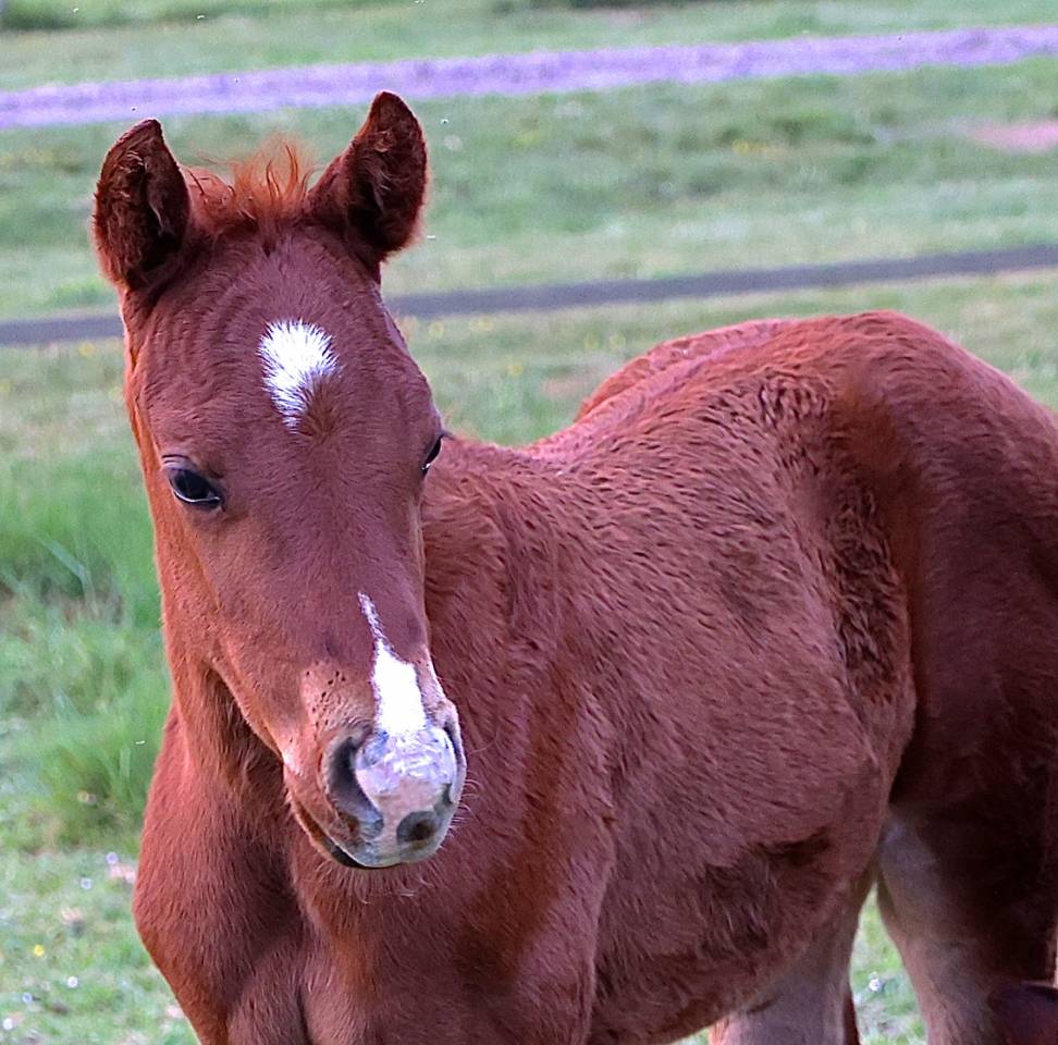 Puledro Quarter Horse In vendita 2021 Sorrel ,  GUNNS N ROZES