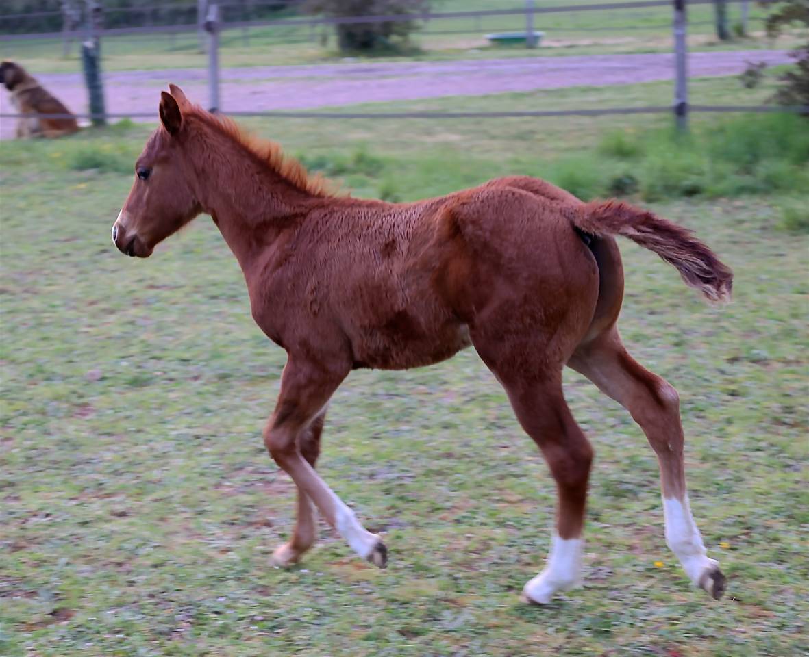 Puledro Quarter Horse In vendita 2021 Sorrel ,  GUNNS N ROZES