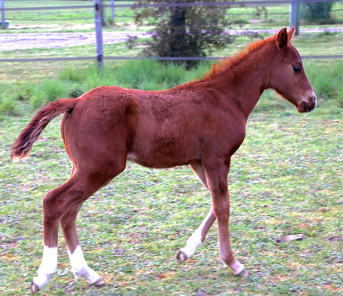 Puledro Quarter Horse In vendita 2021 Sorrel ,  GUNNS N ROZES