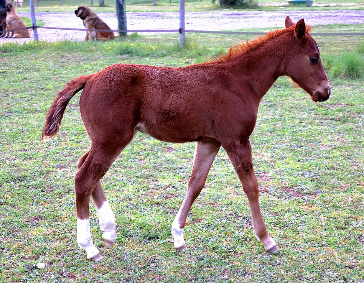 Puledro Quarter Horse In vendita 2021 Sorrel ,  GUNNS N ROZES