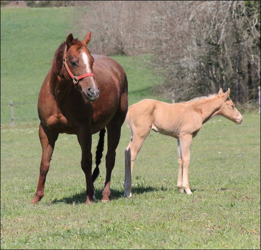 Puledro Quarter Horse In vendita 2021 Sorrel ,  GUNNS N ROZES