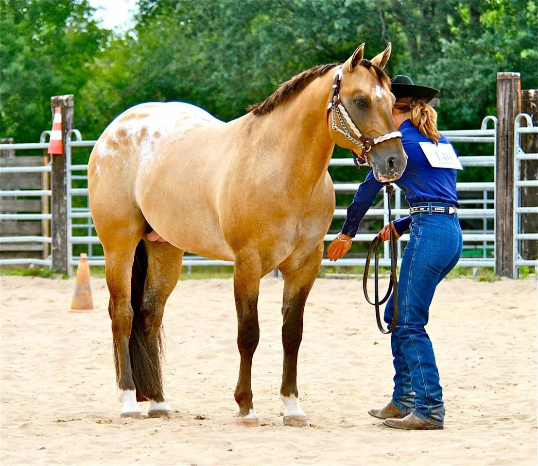 BOGIEPLATED Jac - Appaloosa 2001 ,  Tap N Bogie