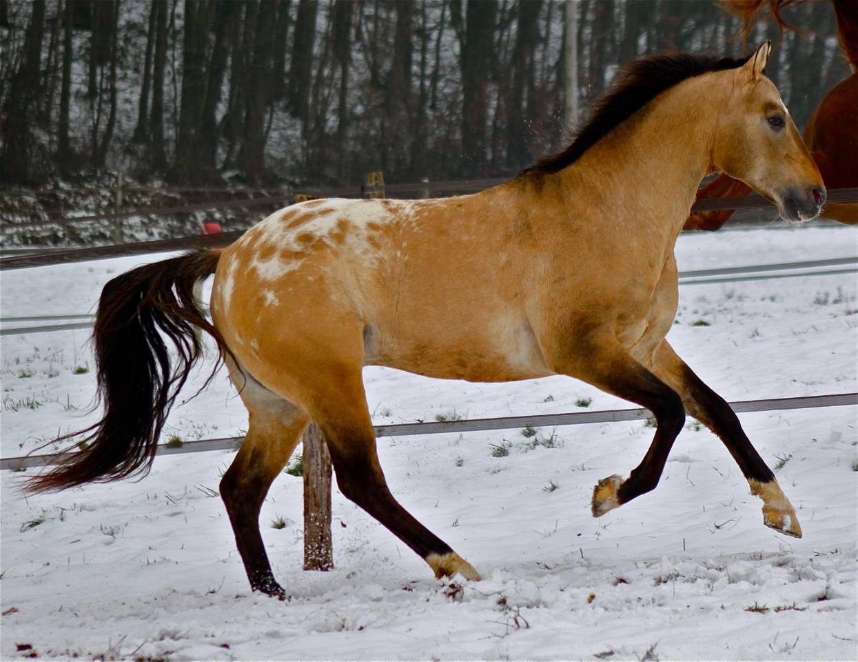 BOGIEPLATED Jac - Appaloosa 2001 ,  Tap N Bogie