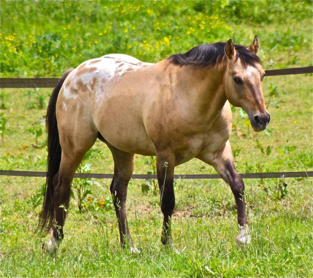 BOGIEPLATED Jac - Appaloosa 2001 ,  Tap N Bogie