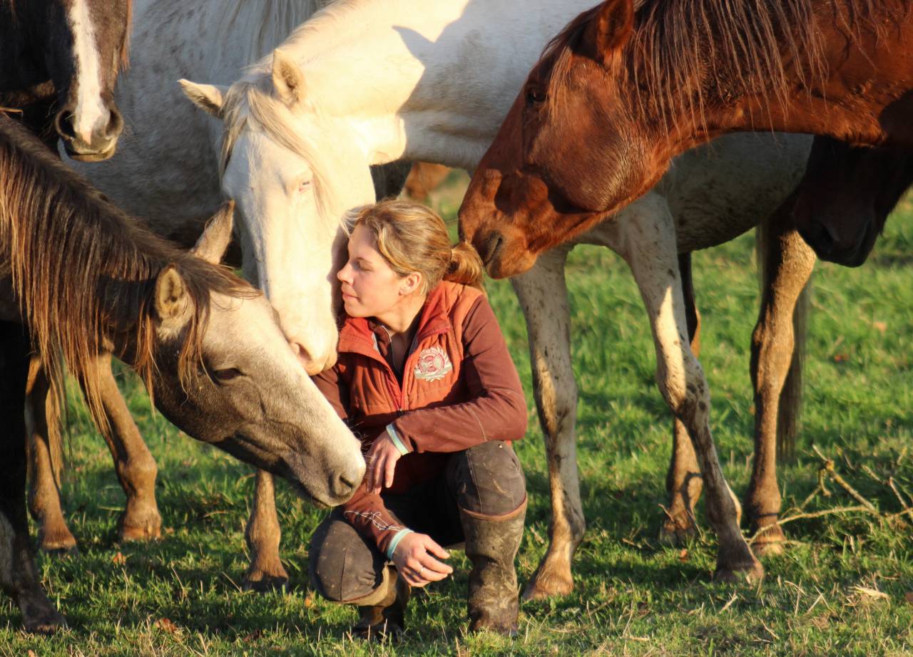 Elevage d'Aure | Allevatori cavalli > Allevatori, Cavalli per  ricreazione 