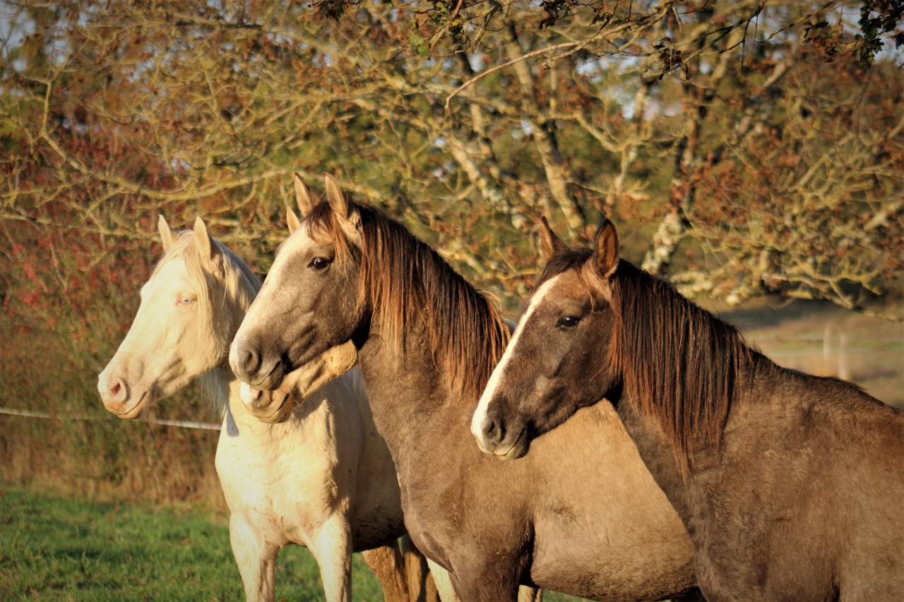 Elevage d'Aure | Allevatori cavalli > Allevatori, Cavalli per  ricreazione 