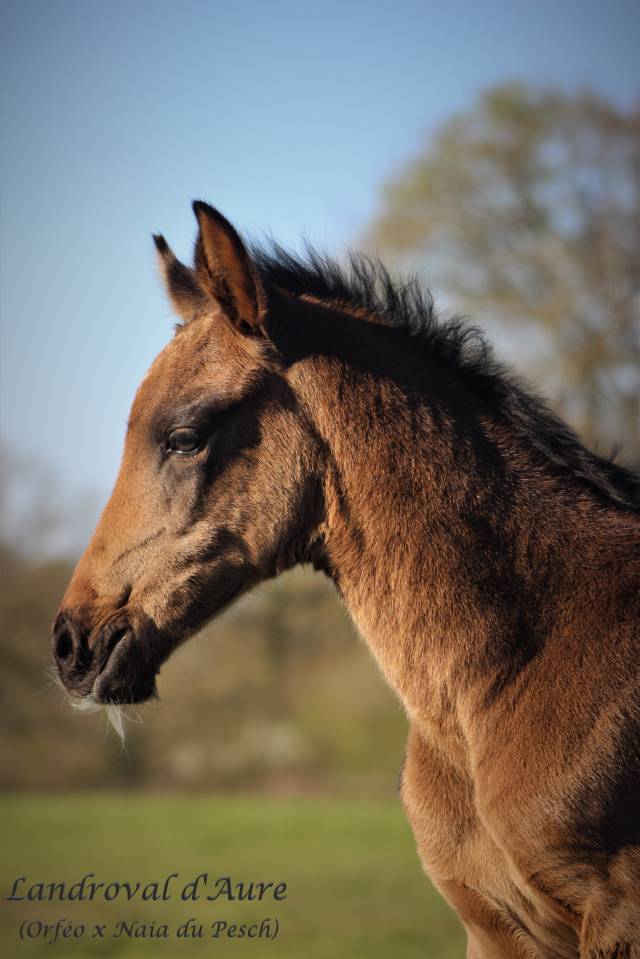 Elevage d'Aure | Allevatori cavalli > Allevatori, Cavalli per  ricreazione 