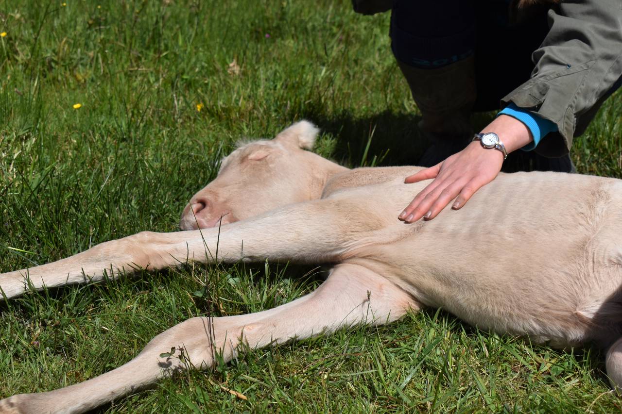 Elevage d'Aure | Allevatori cavalli > Allevatori, Cavalli per  ricreazione 