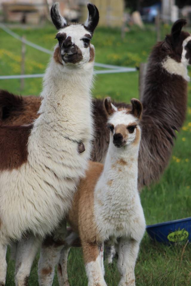 Elevage d'Aure | Allevatori cavalli > Allevatori, Cavalli per  ricreazione 