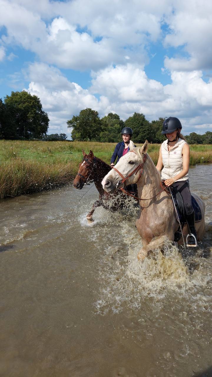 Elevage d'Aure | Allevatori cavalli > Allevatori, Cavalli per  ricreazione 