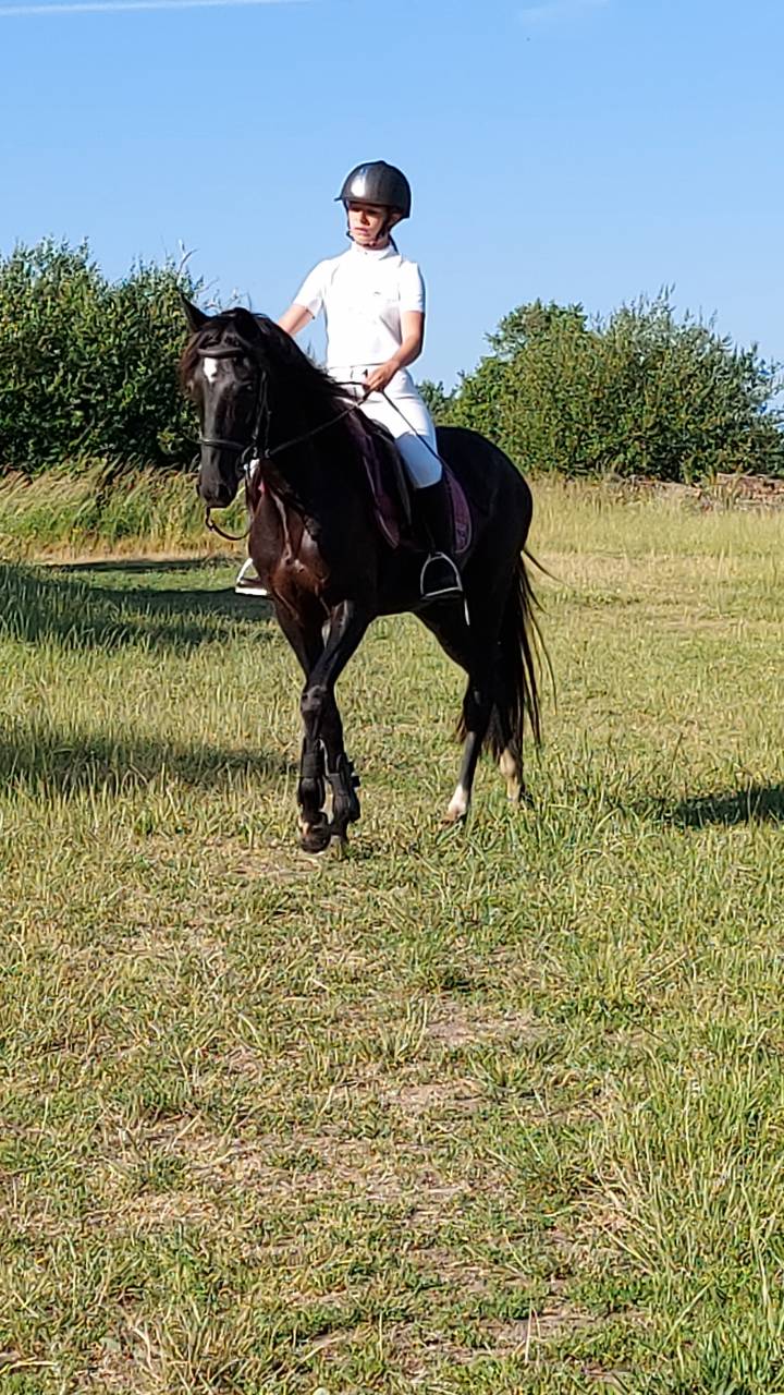 Elevage d'Aure | Allevatori cavalli > Allevatori, Cavalli per  ricreazione 