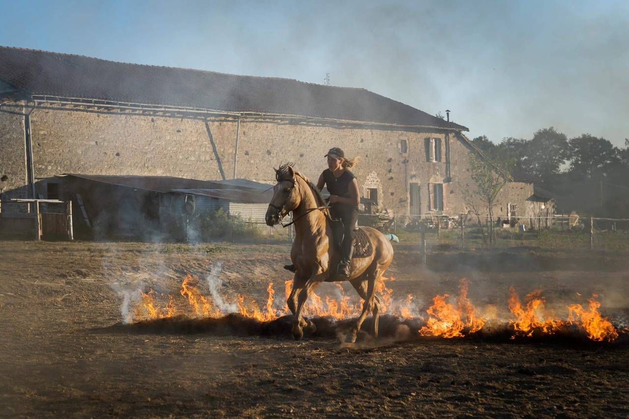 Elevage d'Aure | Allevatori cavalli > Allevatori, Cavalli per  ricreazione 