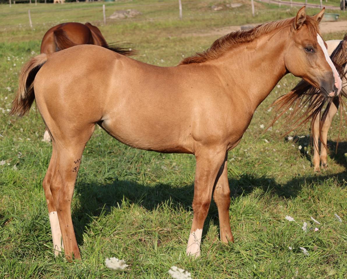 Puledra Appaloosa In vendita 2021 Dun ,  BOGIE PLATED JAC