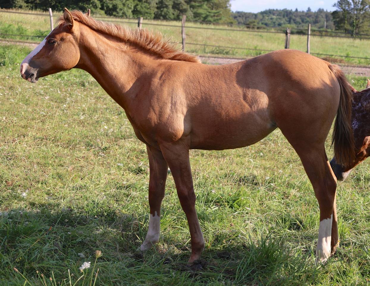 Puledra Appaloosa In vendita 2021 Dun ,  BOGIE PLATED JAC