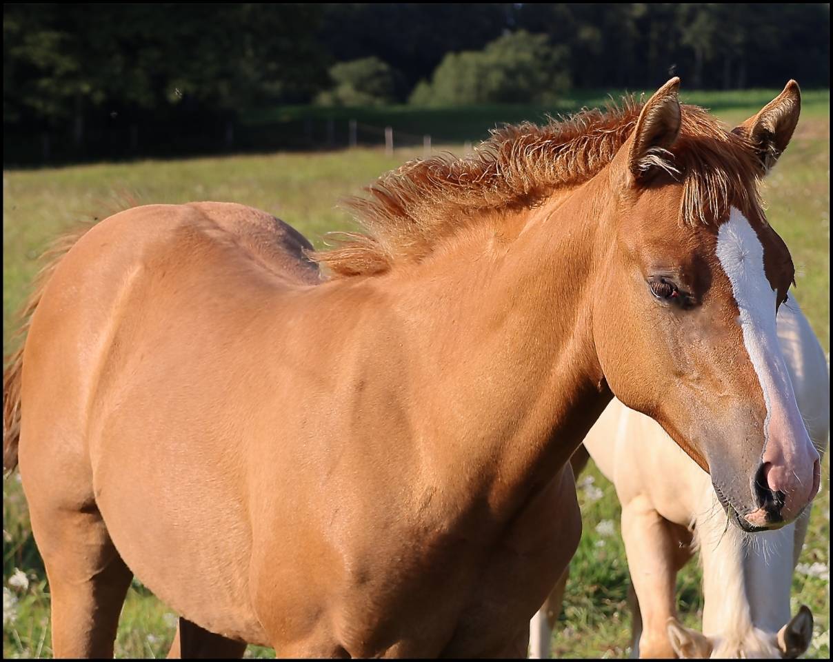 Puledra Appaloosa In vendita 2021 Dun ,  BOGIE PLATED JAC