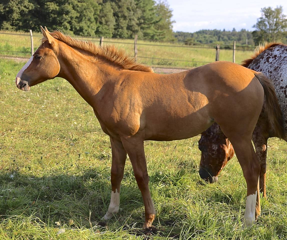 Puledra Appaloosa In vendita 2021 Dun ,  BOGIE PLATED JAC