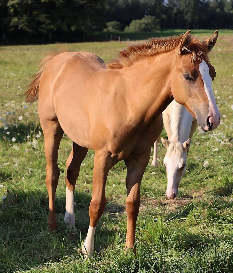 Puledra Appaloosa In vendita 2021 Dun ,  BOGIE PLATED JAC