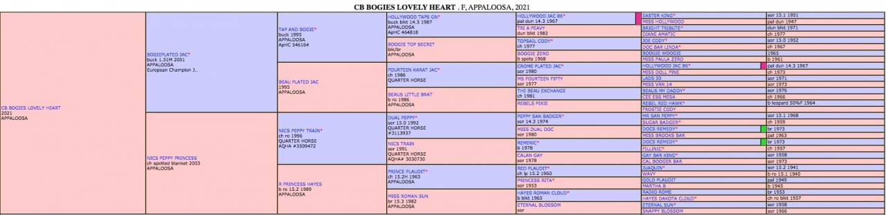 Puledra Appaloosa In vendita 2021 Dun ,  BOGIE PLATED JAC