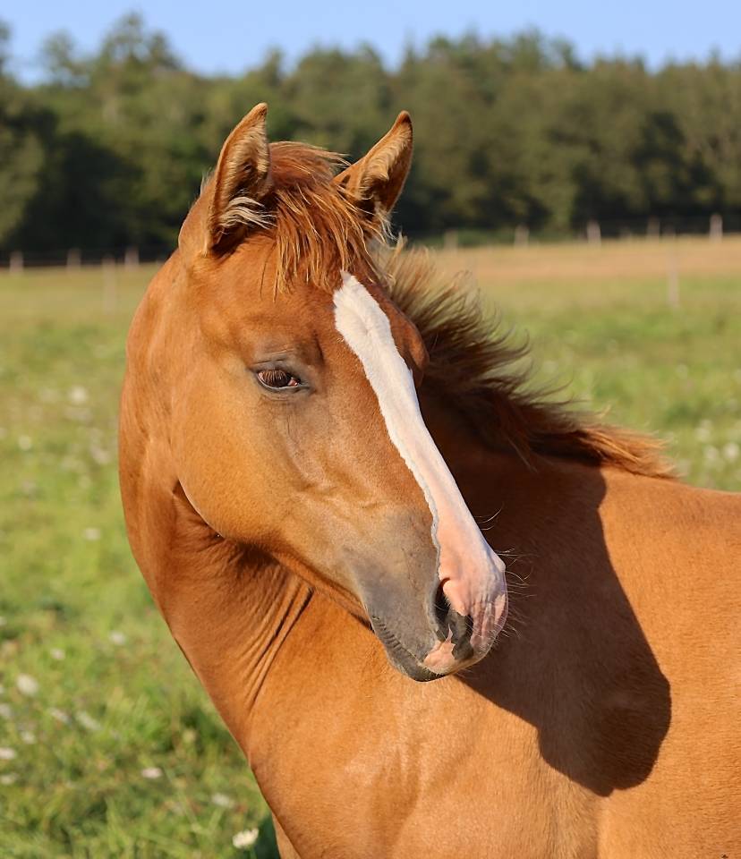 Puledra Appaloosa In vendita 2021 Dun ,  BOGIE PLATED JAC