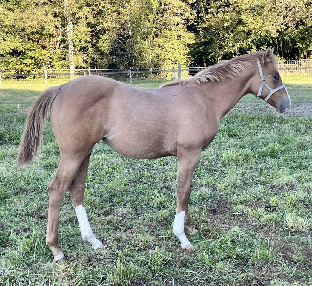 Puledra Appaloosa In vendita 2021 Dun ,  BOGIE PLATED JAC