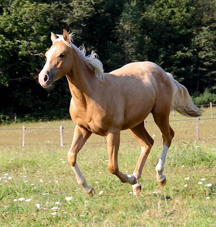Puledro Appaloosa In vendita 2020 Palomino ,  BOGIEPLATED JAC (ApHC)